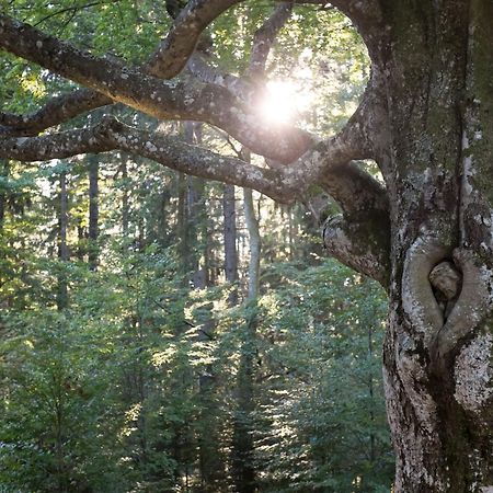 Haus Kandelblick Furtwangen Bagian luar foto