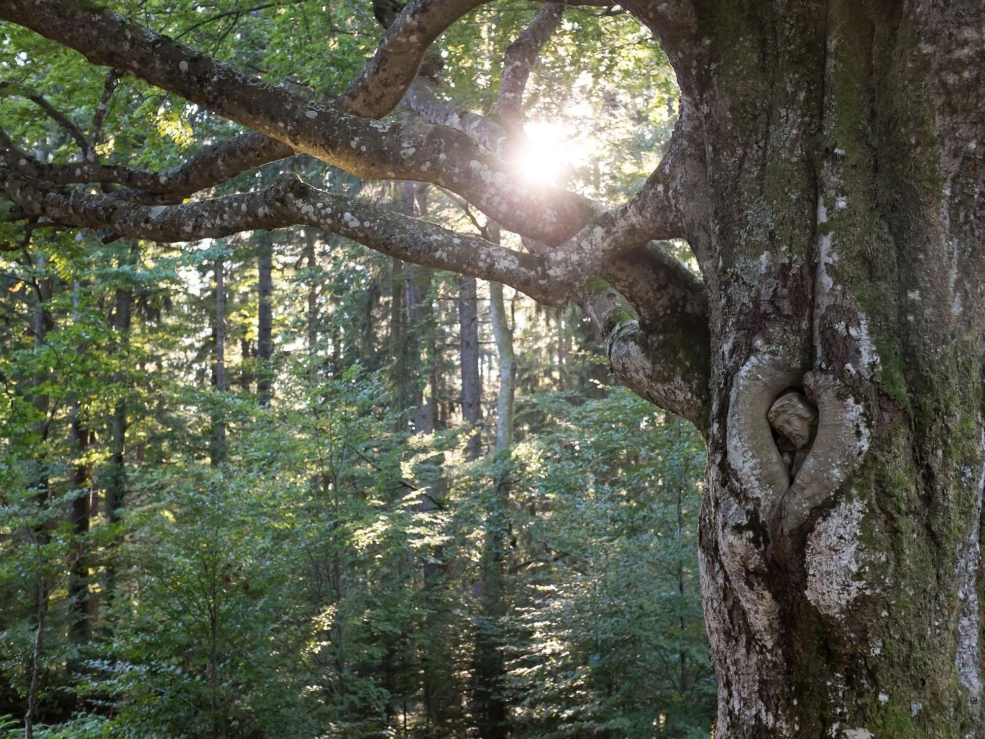 Haus Kandelblick Furtwangen Bagian luar foto